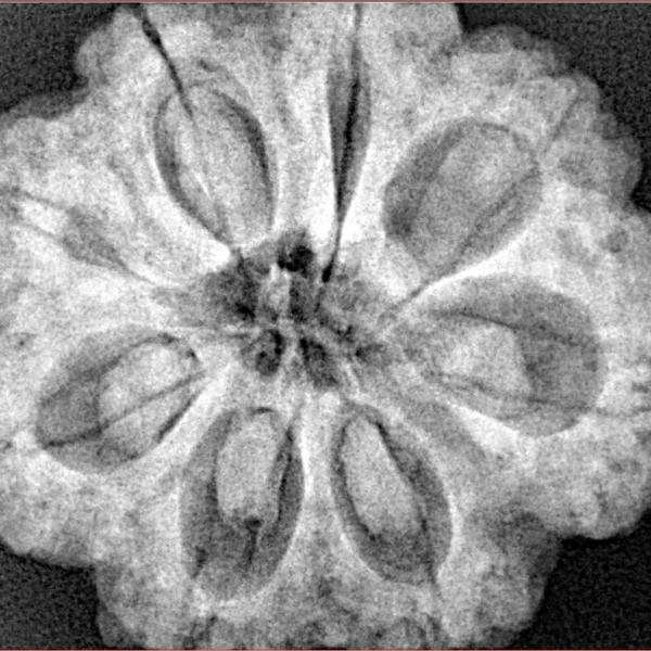 8 Mukhi Rudraksha 28.8mm 7.51gm - Xray