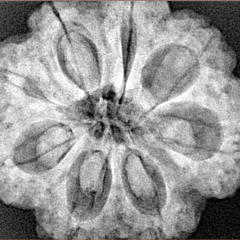 8 Mukhi Rudraksha 28.8mm 7.51gm - Xray