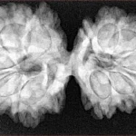 12 MK Gaurishankar 36.5mm 7.12gm - Xray