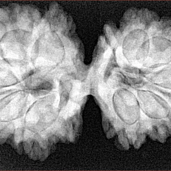 12 MK Gaurishankar 36.5mm 7.12gm - Xray