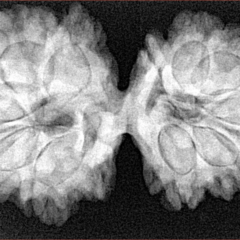 12 MK Gaurishankar 36.5mm 7.12gm - Xray