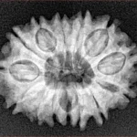 14 Mukhi Rudraksha 23.9mm 3.11gm - Xray