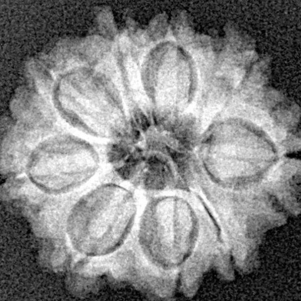 9 Mukhi Rudraksha 20.7mm 2.49gm - Xray