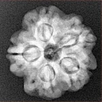 1MK(Underdeveloped) 22.3mm 3.67gm - Xray