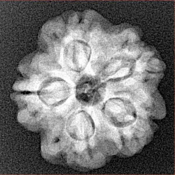 1MK(Underdeveloped) 22.3mm 3.67gm - Xray