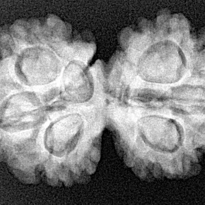 7 MK Gaurishankar 30.9mm 5.11gm - Xray