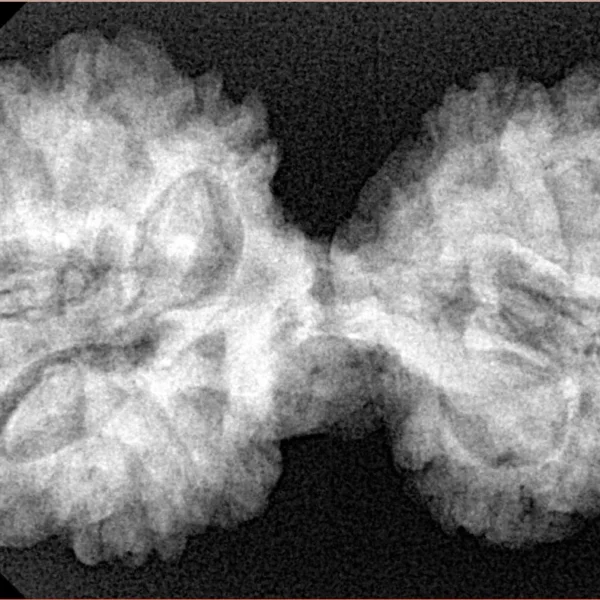 12 MK Gaurishankar 37.8mm 7.21gm - Xray