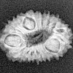 16 Mukhi Rudraksha 18.5mm 1.24gm - Xray