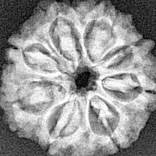 8 Mukhi Rudraksha 22.6mm 3.3gm - Xray