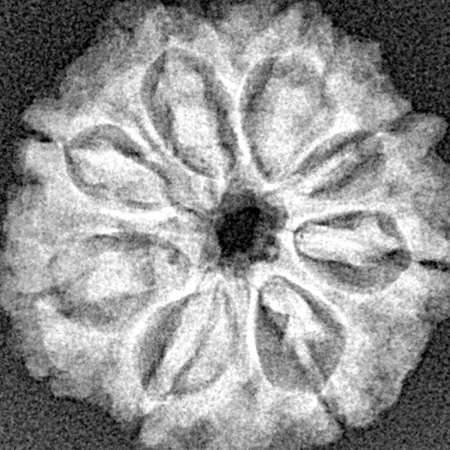 8 Mukhi Rudraksha 22.6mm 3.3gm - Xray
