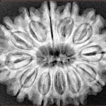 12 Mukhi Rudraksha 31.1mm 6.27gm - Xray