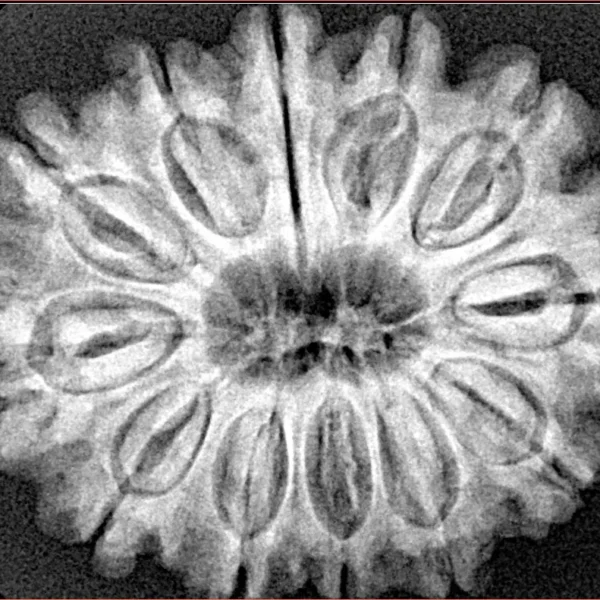 12 Mukhi Rudraksha 31.1mm 6.27gm - Xray
