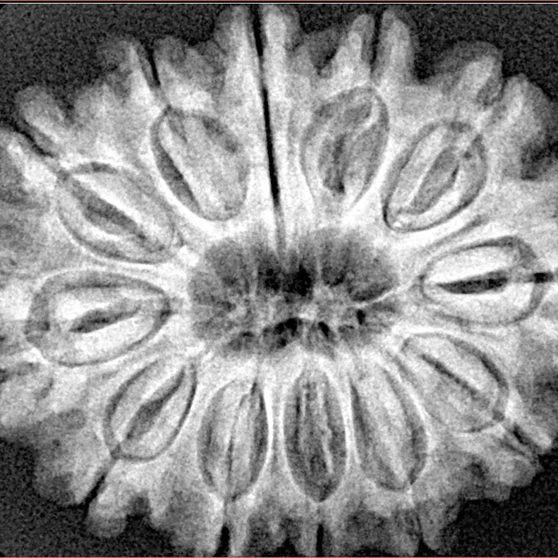 12 Mukhi Rudraksha 31.1mm 6.27gm - Xray