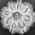 8 Mukhi Rudraksha 26.3mm 5.61gm - Xray