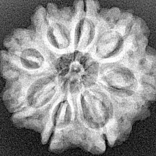 8 Mukhi Rudraksha 26.3mm 5.61gm - Xray