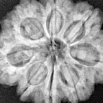 8 Mukhi Rudraksha 28.5mm 6.88gm - Xray