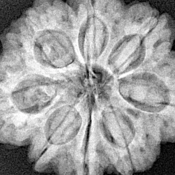 8 Mukhi Rudraksha 28.5mm 6.88gm - Xray