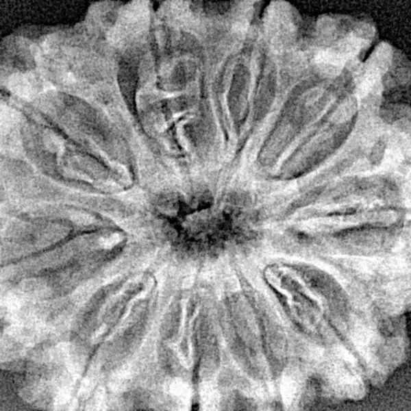 10 Mukhi Rudraksha 32mm 5.5gm - Origin: Nepal - Xray