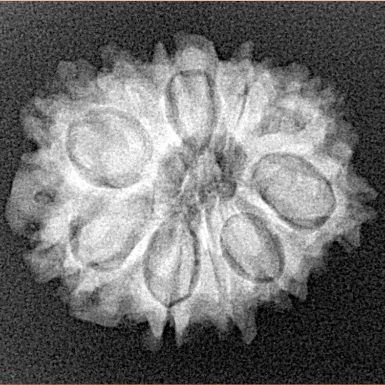 10 Mukhi Rudraksha 23.8mm 3.39gm - Xray