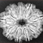 9 Mukhi Rudraksha 27.2mm 5.37gm - Xray