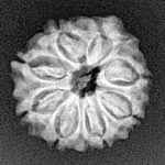 8 Mukhi Ganesh 20.1mm 2.52gm - Xray
