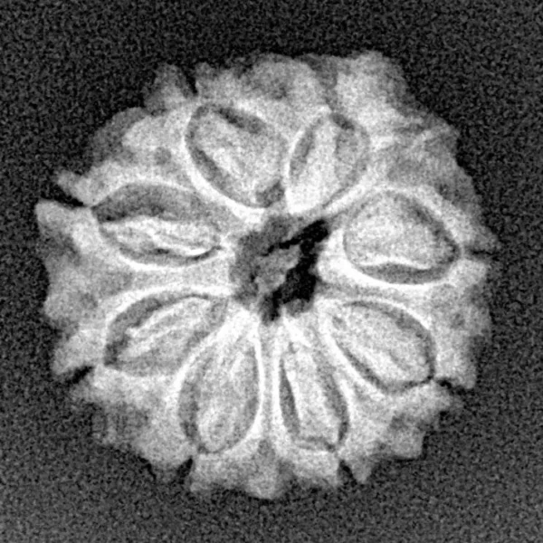 8 Mukhi Ganesh 20.1mm 2.52gm - Xray