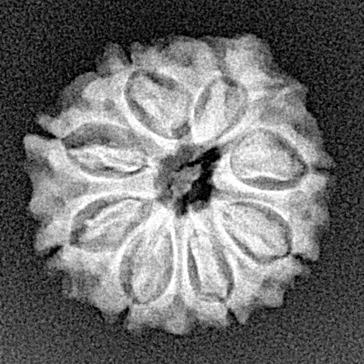 8 Mukhi Ganesh 20.1mm 2.52gm - Xray