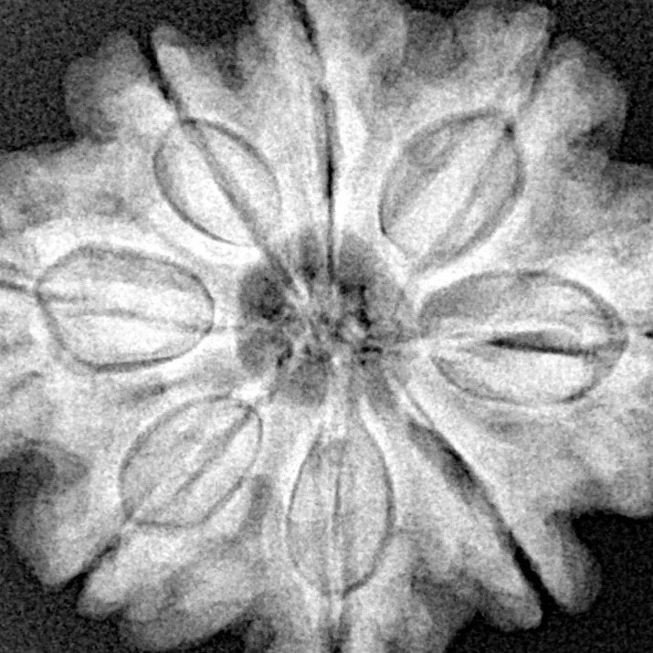 8 Mukhi Rudraksha 28mm 6.3gm - Xray