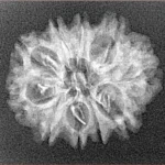 10 Mukhi Rudraksha 23.9mm 2.13gm - Xray