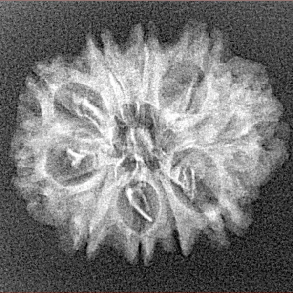 10 Mukhi Rudraksha 23.9mm 2.13gm - Xray