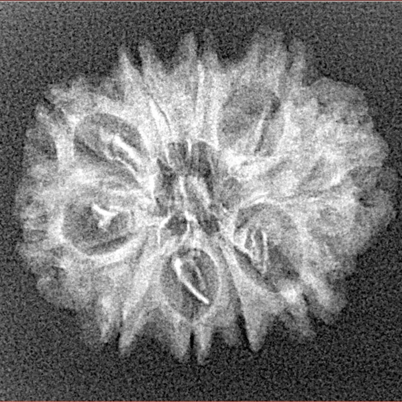 10 Mukhi Rudraksha 23.9mm 2.13gm - Xray
