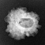 1 Mukhi Rudraksha 21mm 2.49gm - Xray
