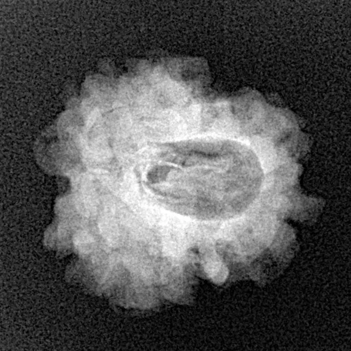 1 Mukhi Rudraksha 21mm 2.49gm - Xray