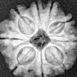 9 Mukhi Rudraksha 19.8mm 2.75gm - Xray