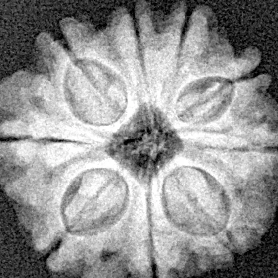 9 Mukhi Rudraksha 19.8mm 2.75gm - Xray