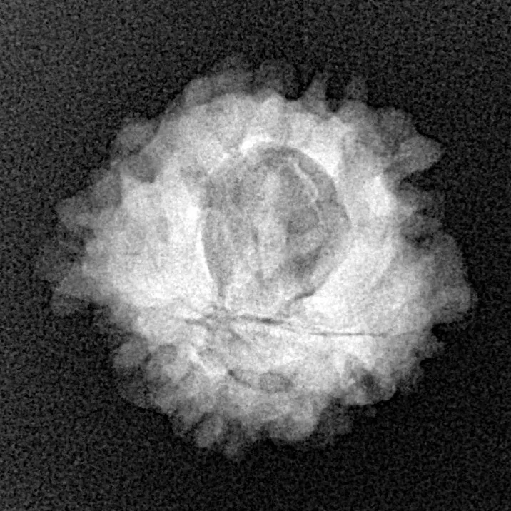 1 Mukhi Rudraksha 21mm 2.69gm - Xray