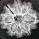 8 Mukhi Rudraksha 26.9mm 4.9gm - Xray