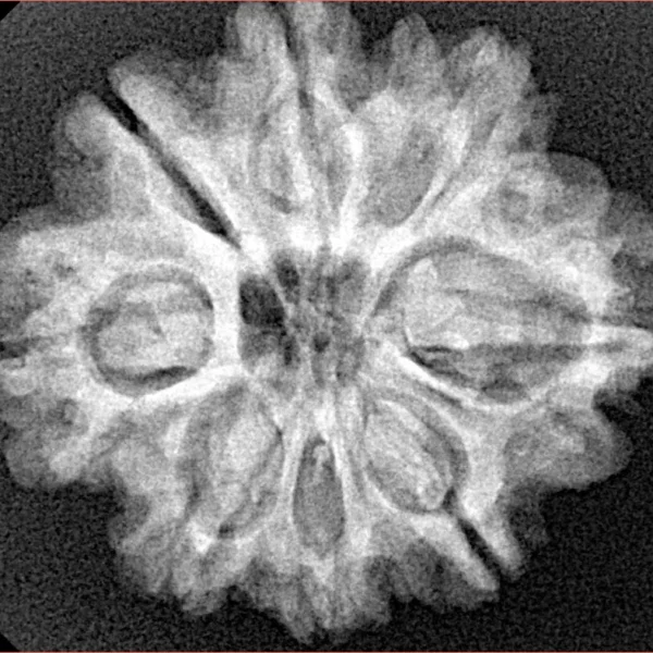 8 Mukhi Rudraksha 26.9mm 4.9gm - Xray