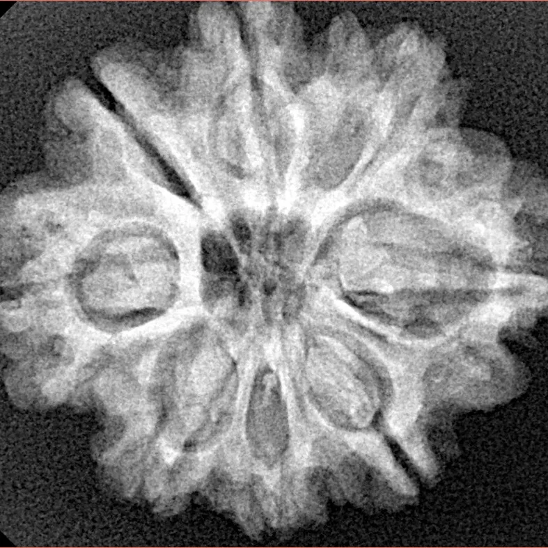 8 Mukhi Rudraksha 26.9mm 4.9gm - Xray