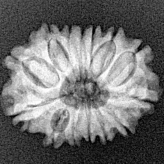 14 Mukhi Rudraksha 20.7mm 2.12gm - Xray
