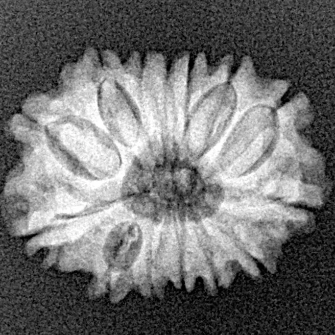 14 Mukhi Rudraksha 20.7mm 2.12gm - Xray