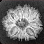 10 Mukhi Rudraksha 23.3mm 3.85gm - Xray