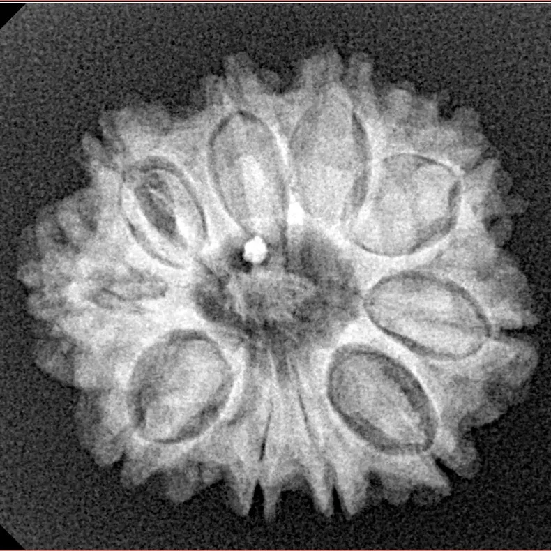 10 Mukhi Rudraksha 23.3mm 3.85gm - Xray