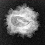 1 Mukhi Rudraksha 23.1mm 2.93gm - Xray