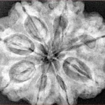 8 Mukhi Rudraksha 31.5mm 8.47gm - Xray