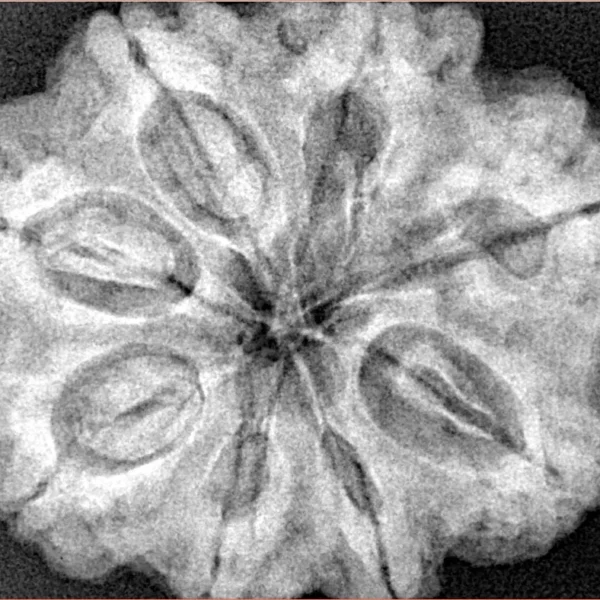 8 Mukhi Rudraksha 31.5mm 8.47gm - Xray