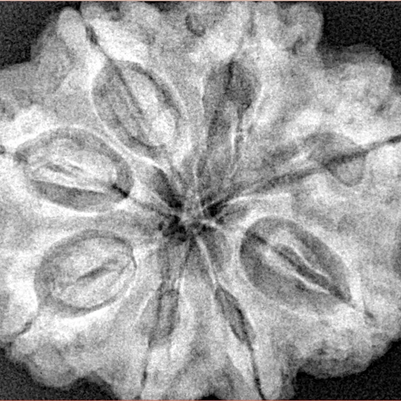 8 Mukhi Rudraksha 31.5mm 8.47gm - Xray