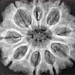 9 Mukhi Rudraksha 29.8mm 5.7gm - Xray