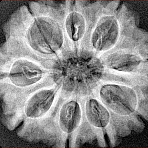 9 Mukhi Rudraksha 29.8mm 5.7gm - Xray