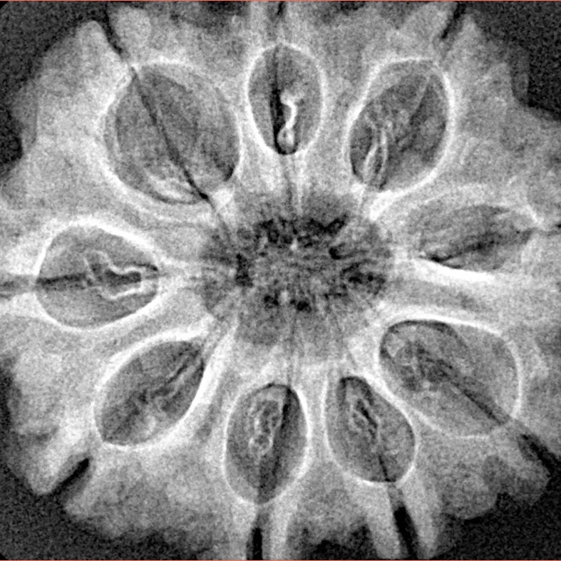 9 Mukhi Rudraksha 29.8mm 5.7gm - Xray
